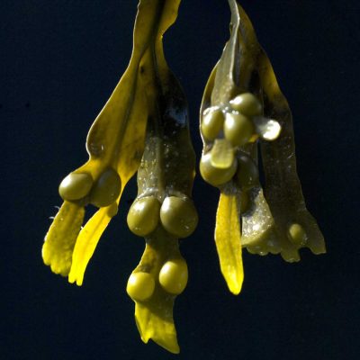 Bladderwrack (Organic)
