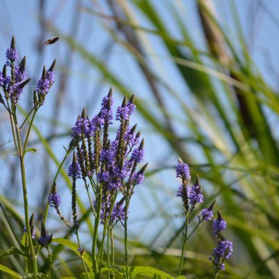 Blue Vervain (Organic)