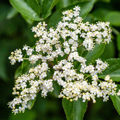 Elderflower (Organic)
