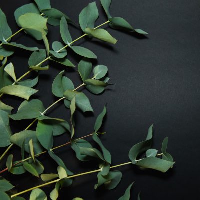 Eucalyptus (Organic)