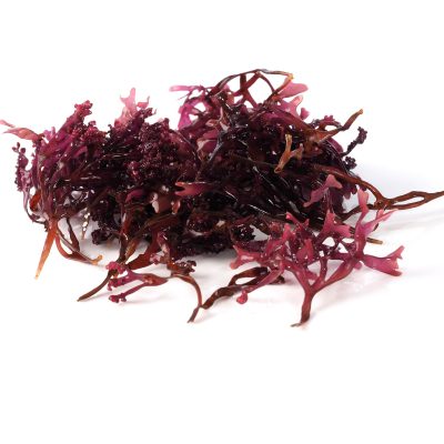 Purple Euchema Sea Moss (Organic)