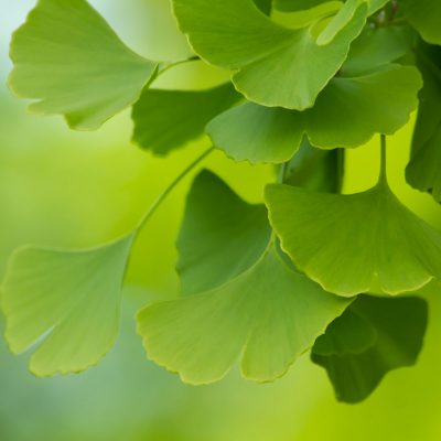 Ginkgo Biloba Leaves (Organic)