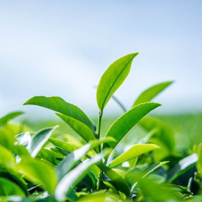 Green Tea (Organic)