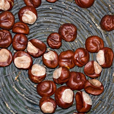 Horse Chestnut (Organic)