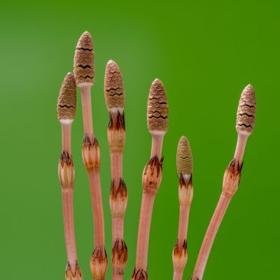 Horsetail Herb (Organic)