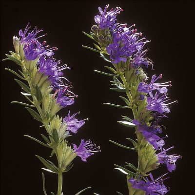 Hyssop Herb (Organic)