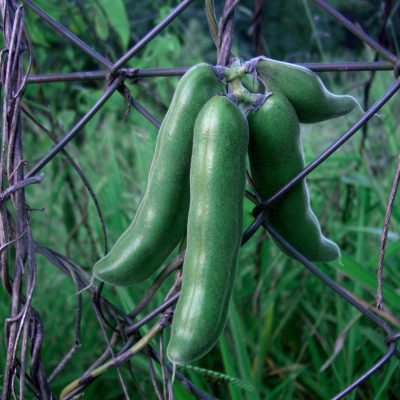 Kapikachu/Velvet Bean (Organic)