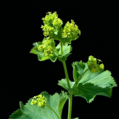Lady's Mantle (Organic)