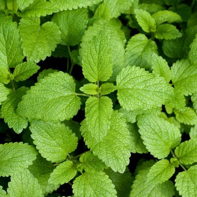 Lemon Balm (Organic)