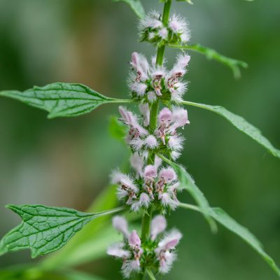 Motherwort (Organic)
