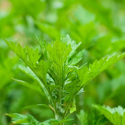 Mugwort (Organic)