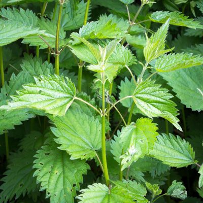 Nettle Herb (Organic)