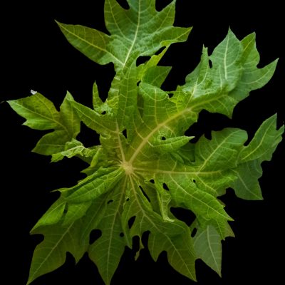 Peppermint Leaf (Organic)