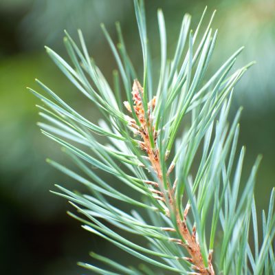 Pine Needle (Organic)
