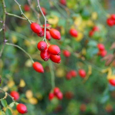 Rosehip Fruit Whole (Organic)