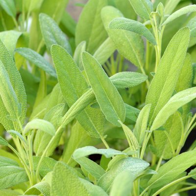 Sage (Organic)