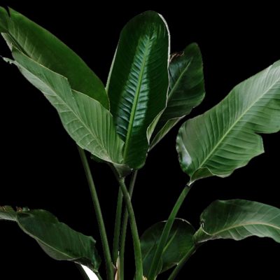 Tarragon Leaves (Organic)