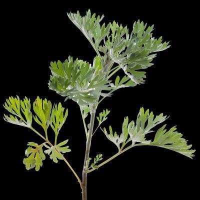 Wormwood Herb (Organic)