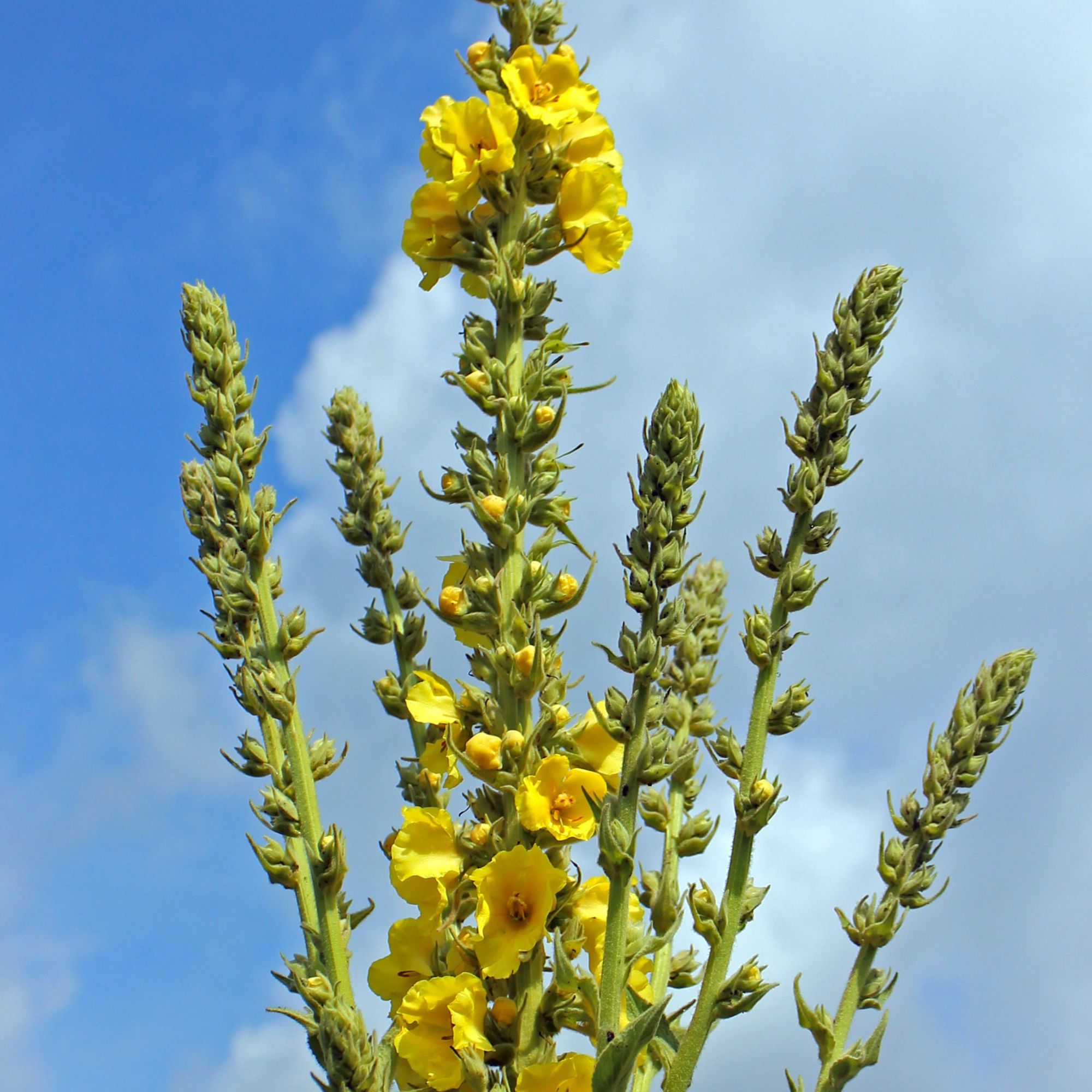 Mullein Flower (Organic)