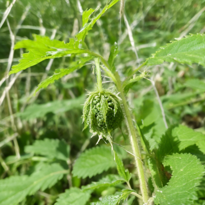 Nettle Seeds